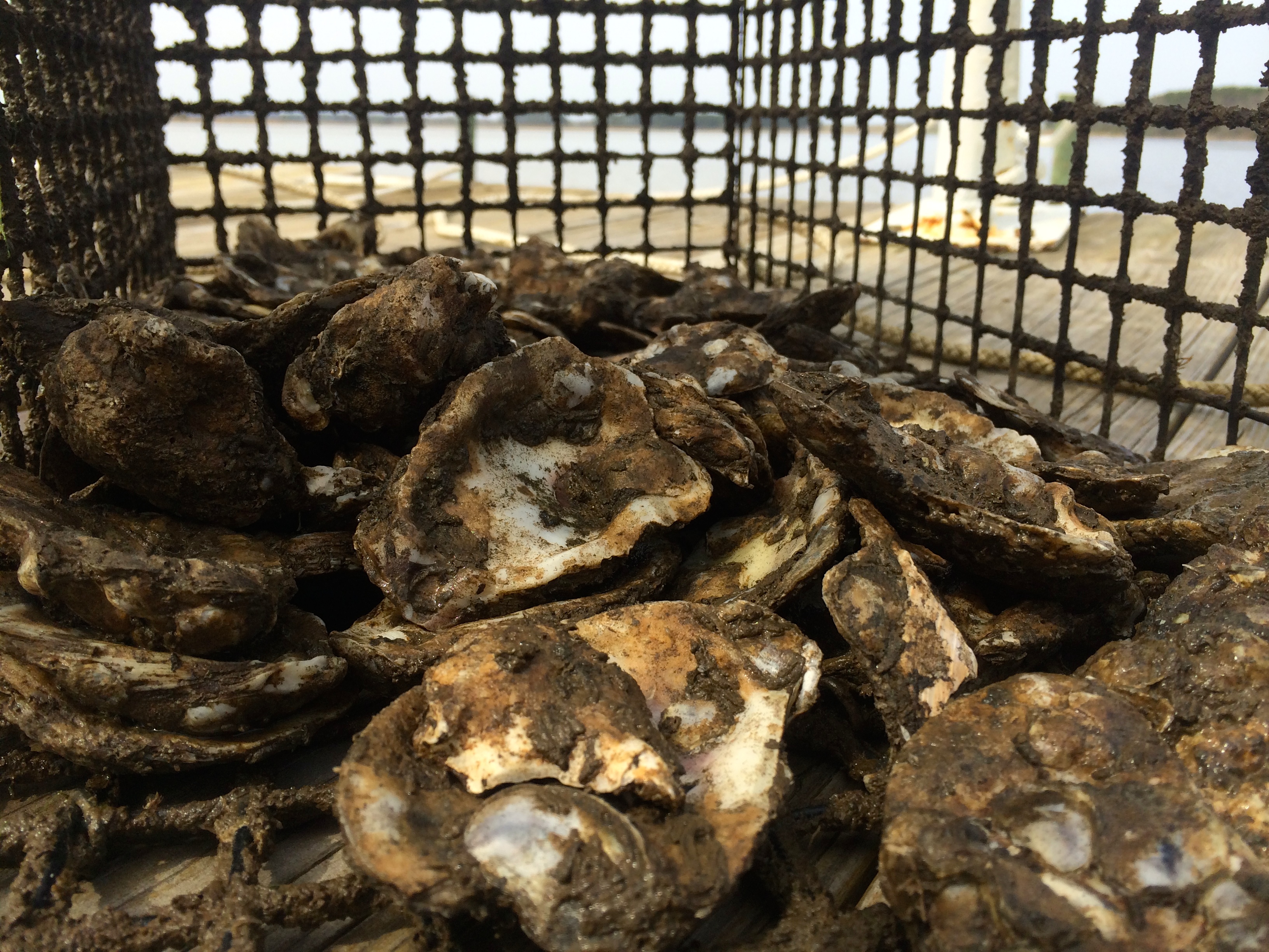 Pecometh Blog | Our Oyster Babies Find a New Home